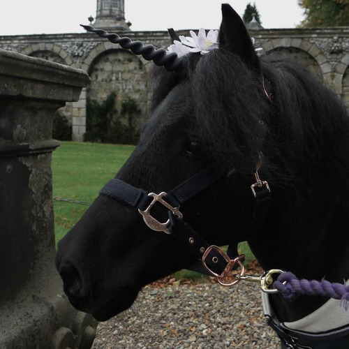 Jasper the Pony