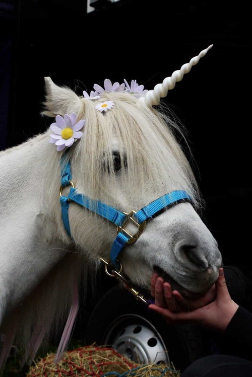 Sparkles the Pony