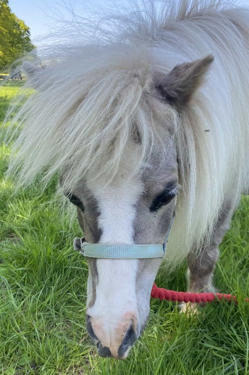Twinkle the Pony
